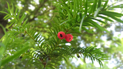 
Close-up of the bright red berries of a yew, in spring