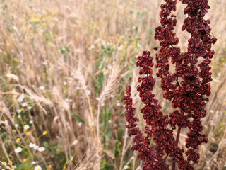 
Close-up on a red toned rump stem, in a wheat field, in spring