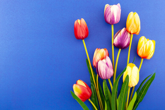 Spring flower of multi color Tulips on blue background ,Flat lay image for holiday greeting card for Mother's day,Valentine's day, Woman's day.