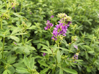 Close up in the fields of alfalfa with pink, mauve flowers