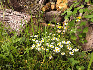 
Daisies and tall grass, in front of a pile of cut wood, close-up
