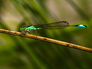 Blue dragonfly in grass, Azure damselfly, Coenagrion puella	