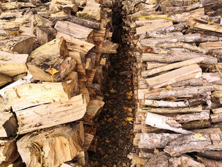 
Aisles of cut logs, piled one on top of the other, on a floor of dead leaves