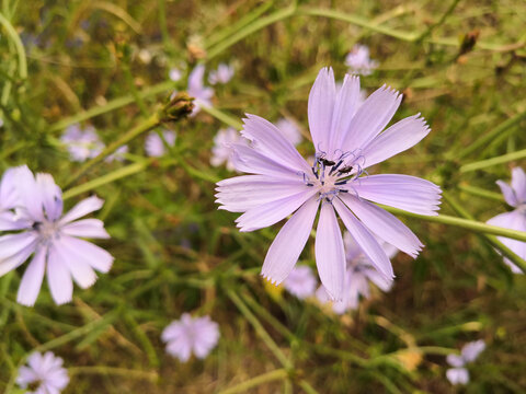 
Close-up on a wild chicore flower