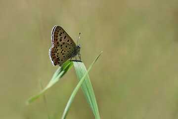 Schmetterling Feuerfalter auf einem grünen Grashalm
Lycaenidae