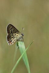 Schmetterling Feuerfalter auf einem grünen Grashalm
Lycaenidae