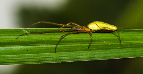 Spider on a leaf. Tetragnatha extensa