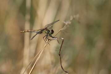 große Libelle Odonata auf einem Grashalm