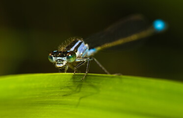 Blue dragonfly on a green leaf. Azure damselfly, Coenagrion Puella	