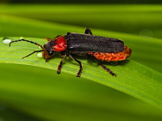 Bug on leaf. Cantharis fusca.
