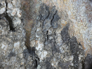 Legno