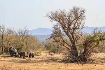 Three rhinoceros at mud hole and arid landscape at Hluhluwe-iMfolozi National Park, Zululand South Africa