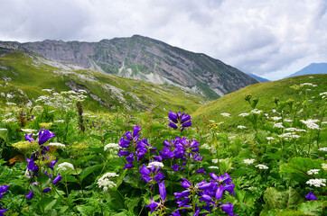 Abkhazia,  Arabica plateau in foggy summer morning. Flowering deep-belled flowers