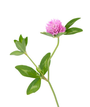 Clover flower on a stem with green leaves, isolated on white background.