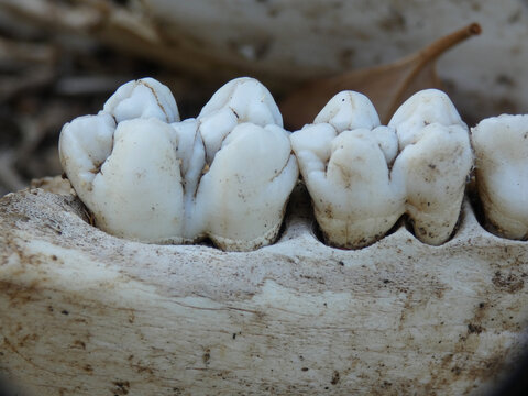 Denti di cinghiale