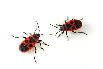 Firebug ( Pyrrhocoris apterus) isolated on white. Close-up of red beetle, two bugs - Pyrrhocoridae...