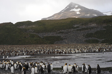 The king penguin (Aptenodytes patagonicus) Always regal and majestic