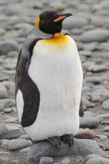 Fototapeta premium The king penguin (Aptenodytes patagonicus) Always regal and majestic