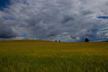 beautiful clouds float slowly over flowering meadows