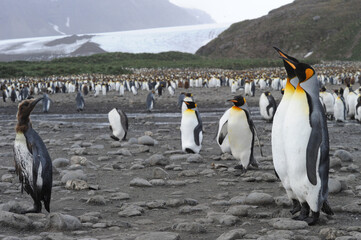 The king penguin (Aptenodytes patagonicus) Always regal and majestic