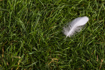 
Horizontal background of green grass with a white swan feather on the right side of the frame with...