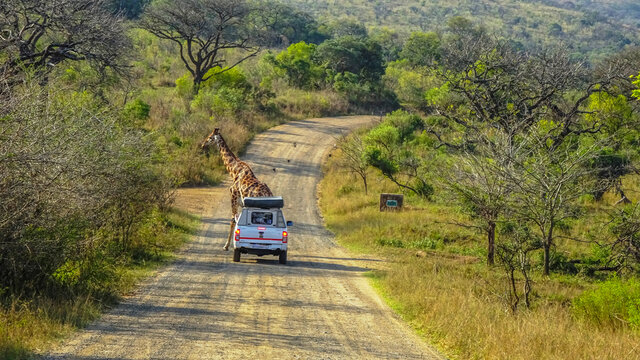 Giraffe crossing the road infront of a car at Hluhluwe-iMfolozi National Park, Zululand South Africa