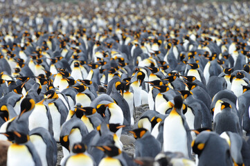 The king penguin (Aptenodytes patagonicus) Always regal and majestic
