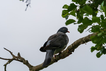 Common wood pigeon (Columba palumbus) sitting on a tree branch. Selective focus.