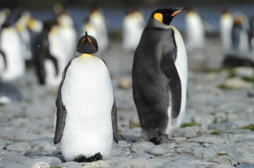 Obraz premium The king penguin (Aptenodytes patagonicus) Always regal and majestic