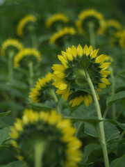 ひまわり,ヒマワリ,向日葵,sunflower