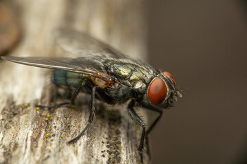 fliege makro (goldfliege)