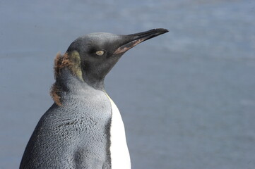 The king penguin (Aptenodytes patagonicus) Always regal and majestic