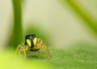 Sprung Spinne auf grünem Blatt