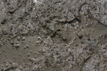 A mud skipper fish in the mud of mangrove forest