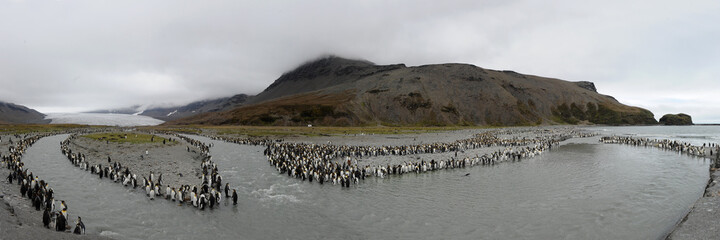 Obraz premium The king penguin (Aptenodytes patagonicus) Always regal and majestic