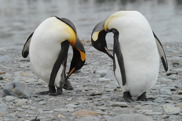 Fototapeta na wymiar The king penguin (Aptenodytes patagonicus) Always regal and majestic