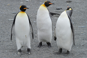 Obraz premium The king penguin (Aptenodytes patagonicus) Always regal and majestic