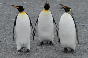 The king penguin (Aptenodytes patagonicus) Always regal and majestic