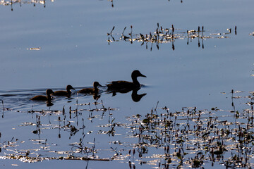 Mallard and nestling swimming
