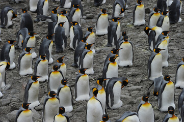 The king penguin (Aptenodytes patagonicus) Always regal and majestic