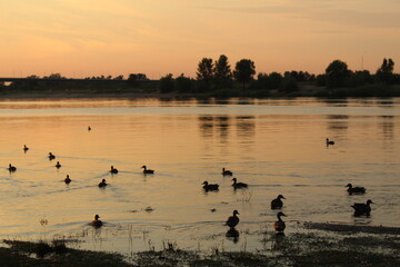 Naklejka na ściany i meble wild ducks on the river at sunset on the pink red river postcard in summer spring and autumn
