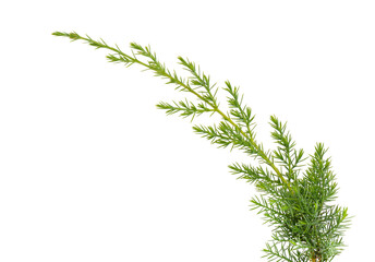 Juniper twig isolated on white background. Ornamental plants for landscape design.