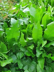 green leaves background