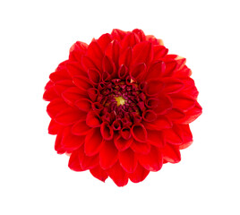 Dahlia flower. Red Dahlia flower isolated on white background, with clipping path. Top view.