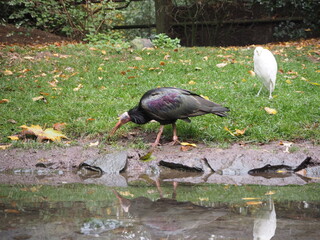 oiseau animal rapace nature