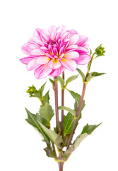 Dahlia flower. Pink Dahlia flower with green leaves, isolated on white background, with clipping path.