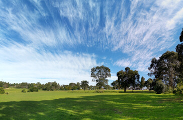 Fototapeta na wymiar Beautiful afternoon panoramic view of a park with green grass, tall trees, deep blue sky with light clouds, Fagan park, Galston, Sydney, New South Wales, Australia