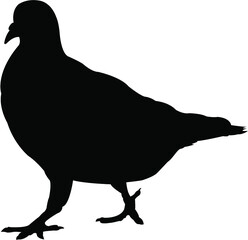 silhouette of a pigeon