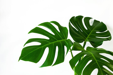 Fototapeta na wymiar closeup beautiful Monstera leaf isolated on white background, Flat lay