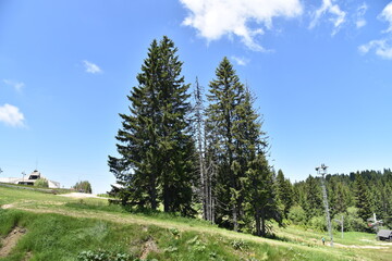 Fototapeta na wymiar Pines on the mountain